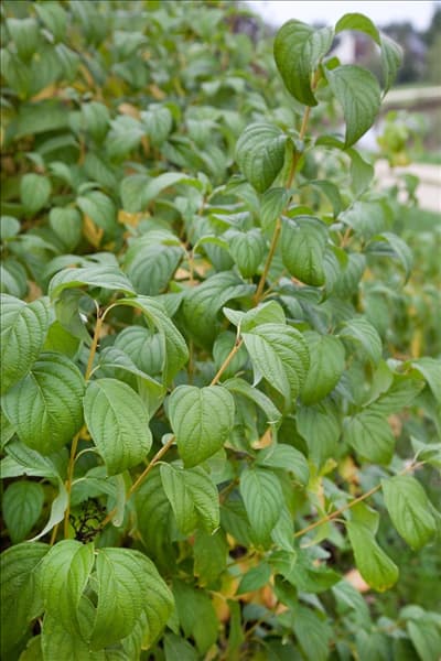 Cornus sericea Flaviramea