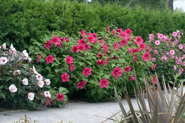 Hibiscus moscheutos Mischung im Garten