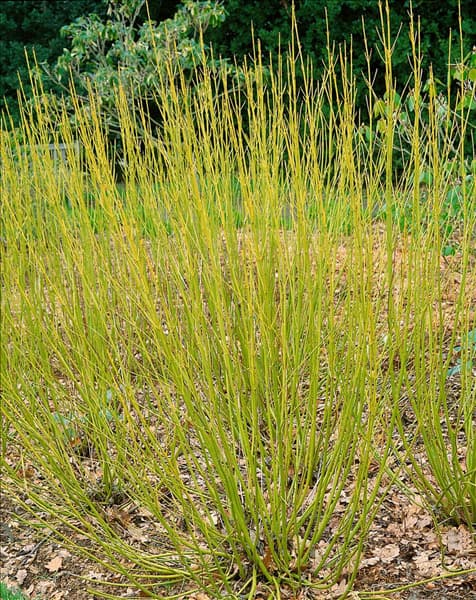 Cornus sericea ssp. sericea Flaviramea