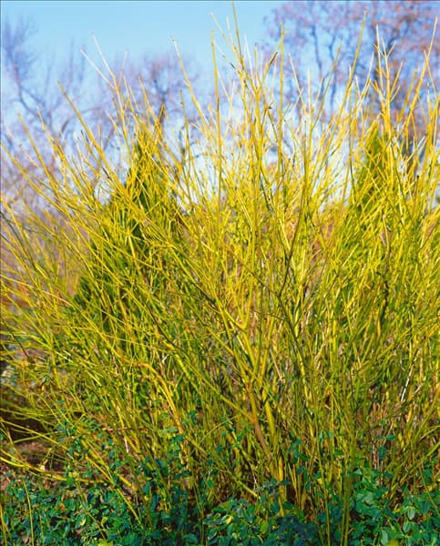 Cornus sericea Budd's Yellow