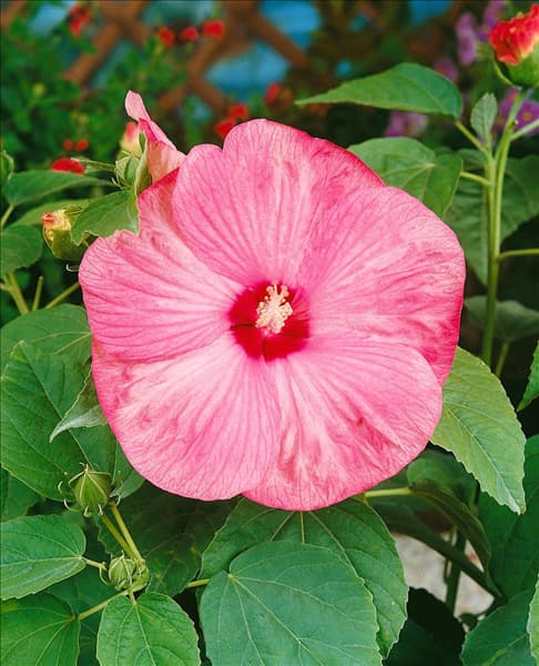 Hibiscus moscheutos Southern Belle