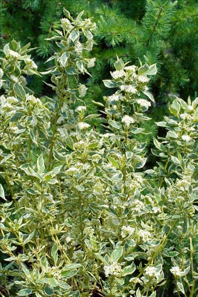 Cornus sericea Silver and Gold