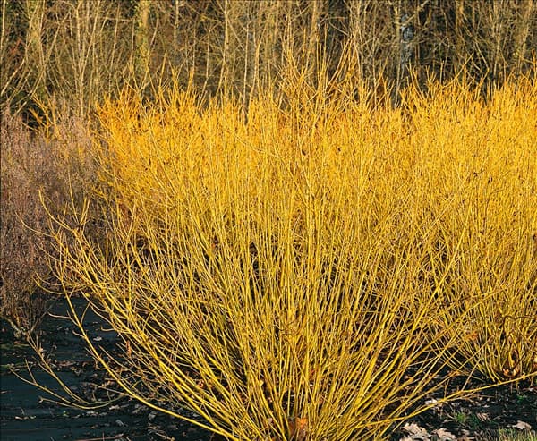 Cornus sericea ssp. sericea Flaviramea
