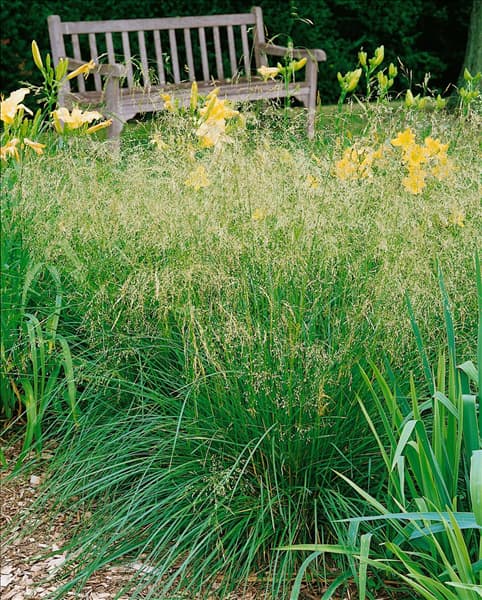 Deschampsia cespitosa Bronzeschleier