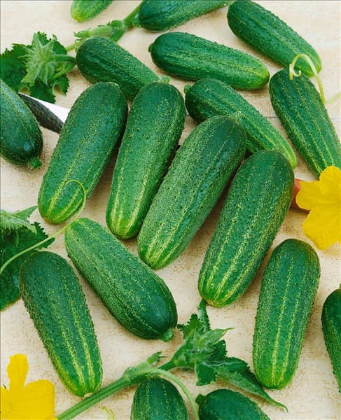 Essiggurke / Cucumis sativus Conny