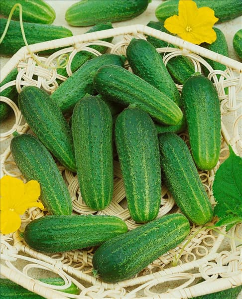 Essiggurke / Cucumis sativus Conny