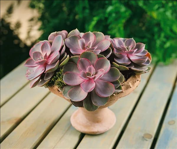 Echeveria sp.