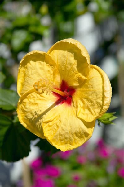 Hibiscus rosa-sinensis Hula Girl