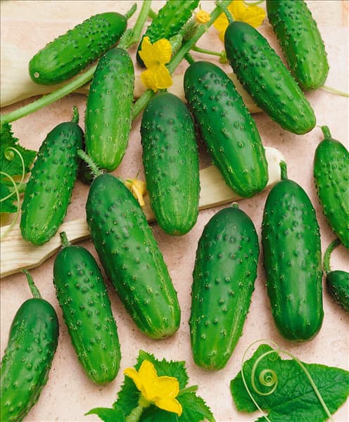 Essiggurke / Cucumis sativus Odys