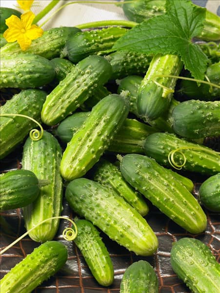Cucumis sativus Erocha F1