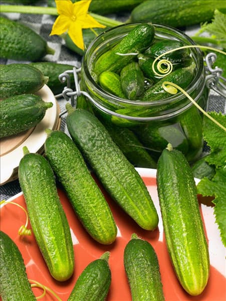 Cucumis sativus Russki Exspress