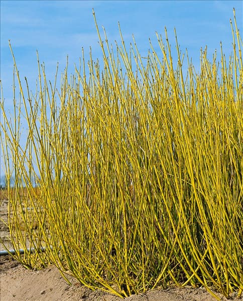 Cornus sericea ssp. sericea Flaviramea