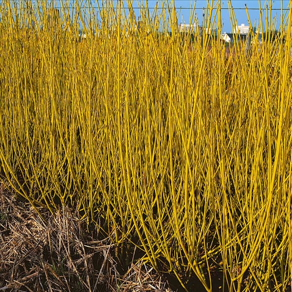 Cornus sericea ssp. sericea Flaviramea