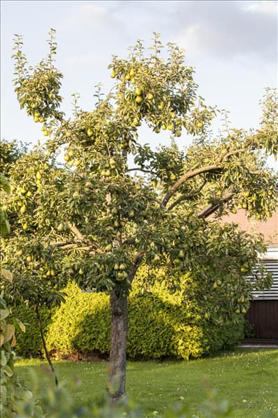 Malus domestica