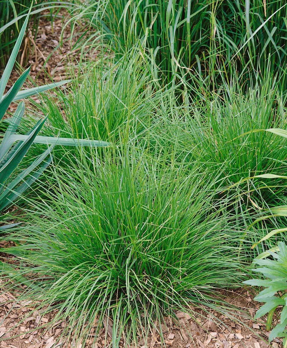 Deschampsia cespitosa Tauträger