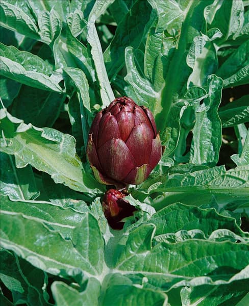 Artischocke / Cynara scolymus TEROM
