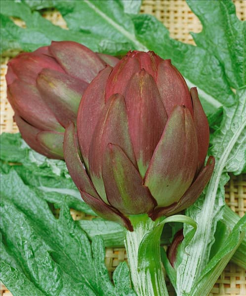 Artischocke / Cynara scolymus Romagna