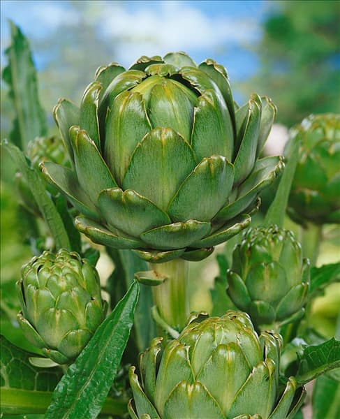Artischocke / Cynara scolymus Green Globe