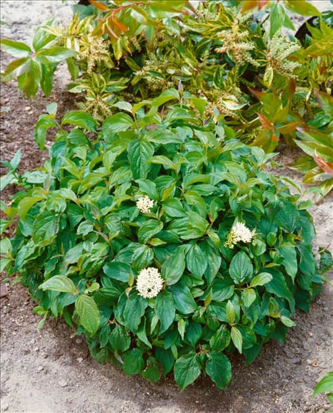 Cornus sericea ssp. sericea Kelseyi