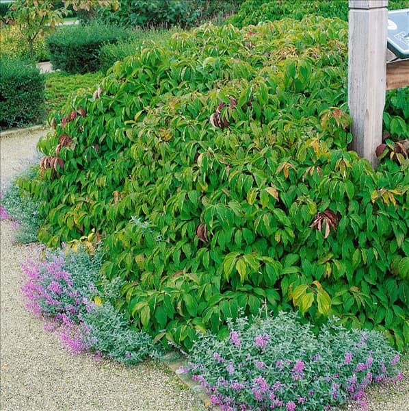 Cornus sericea ssp. sericea Kelseyi