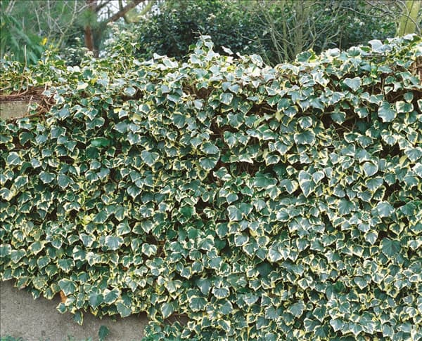 Hedera helix Marginata Elegantissima