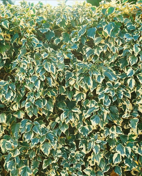 Hedera helix Elegantissima (Tricolor)