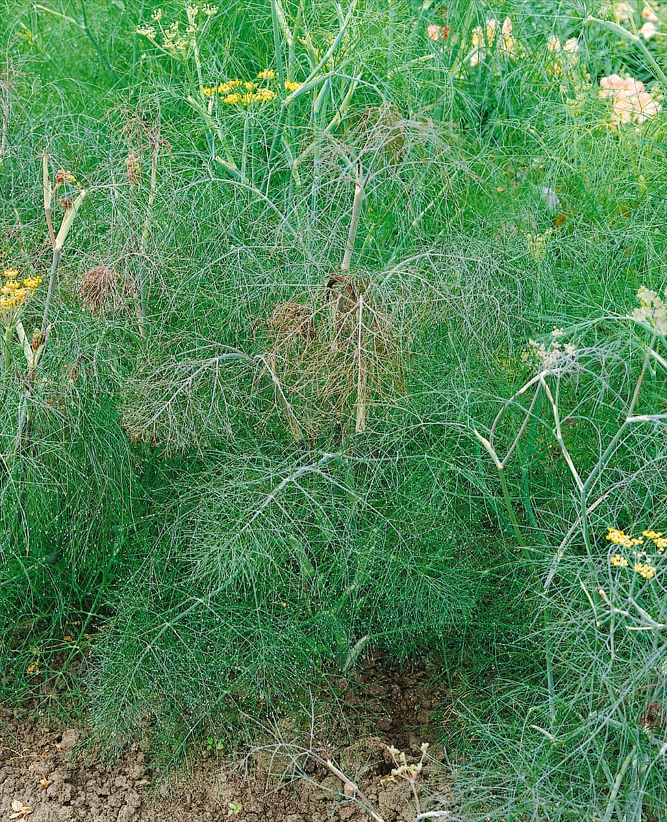 Foeniculum vulgare subsp. vulgare var. dulce Purpureum