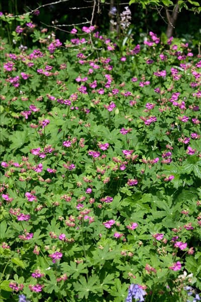 Geranium macrorrhizum