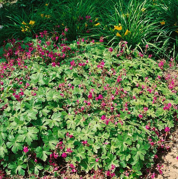 GERANIUM MACRORRHIZUM