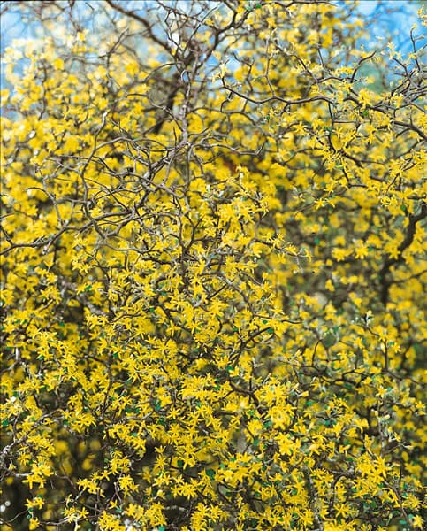 COROKIA COTONEASTER