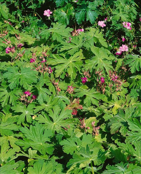 GERANIUM MACRORRHIZUM