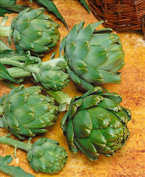 Artischocke / Cynara scolymus Green Globe