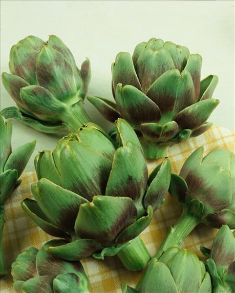 Artischocke / Cynara scolymus Green Globe