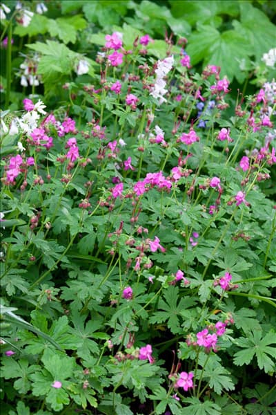 Geranium macrorrhizum