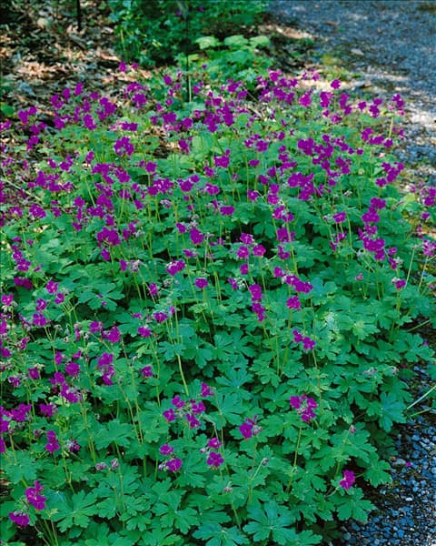Geranium macrorrhizum Bevan's Variety