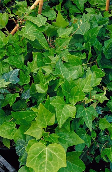 HEDERA HELIX SHAMROCK