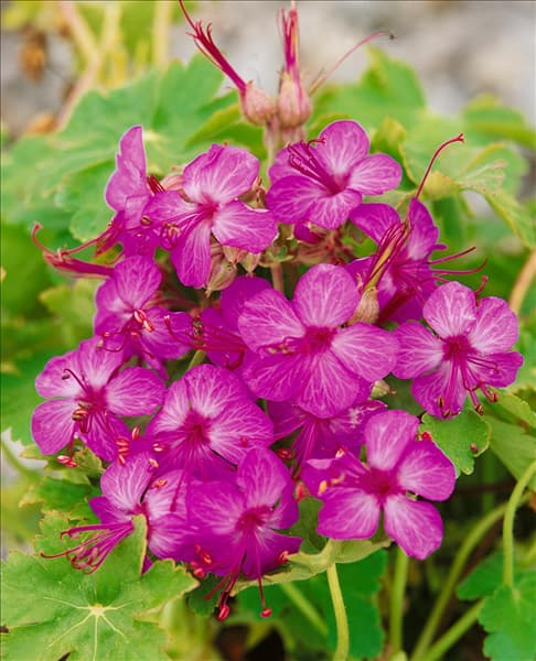 GERANIUM MACRORRHIZUM