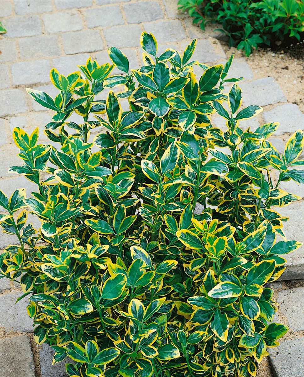 EUONYMUS JAPONICA AUREOMARGINATA