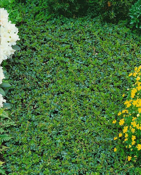 HEDERA HELIX SHAMROCK