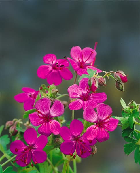 GERANIUM MACRORRHIZUM