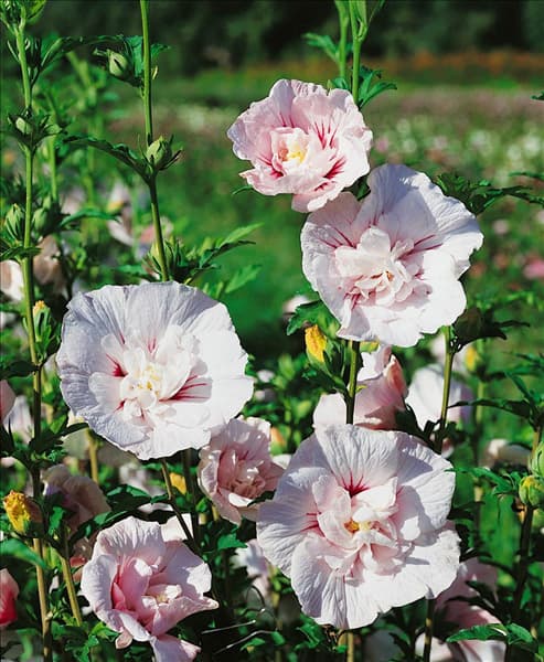 Hibiscus syriacus China Chiffon Bricutts
