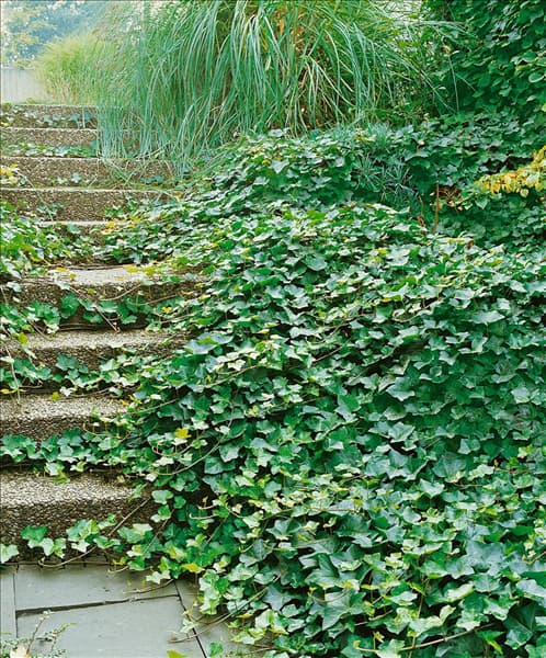 HEDERA HIBERNICA