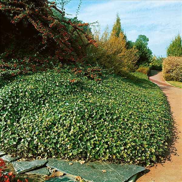 HEDERA HIBERNICA