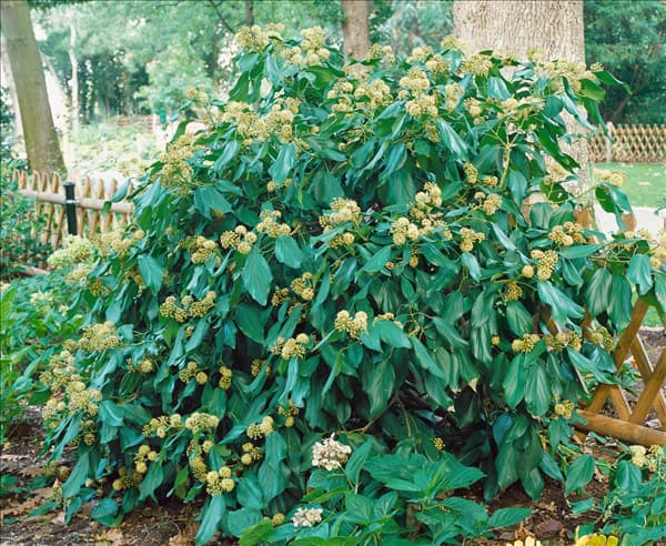 Hedera hibernica Palmata