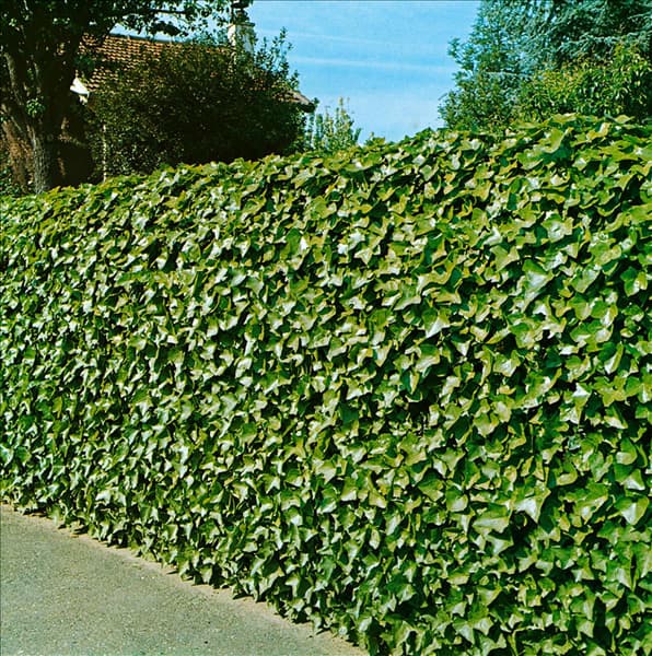HEDERA HIBERNICA
