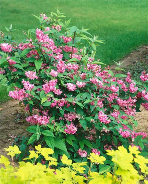 DEUTZIA PERLE ROSE/TOURBILLON ROUGE
