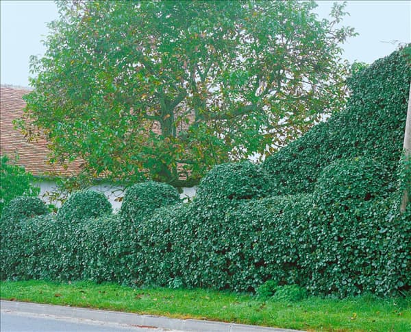 Hedera hibernica