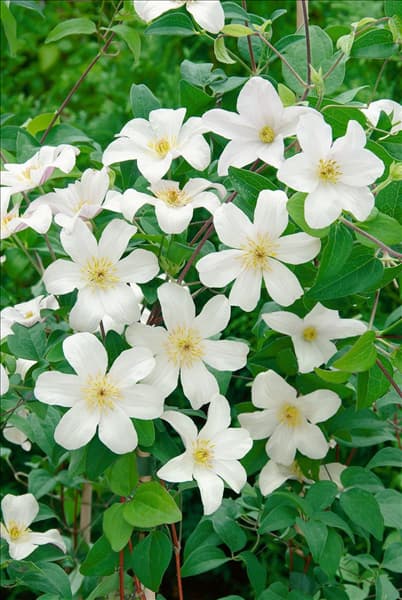 Clematis viticella Huldine