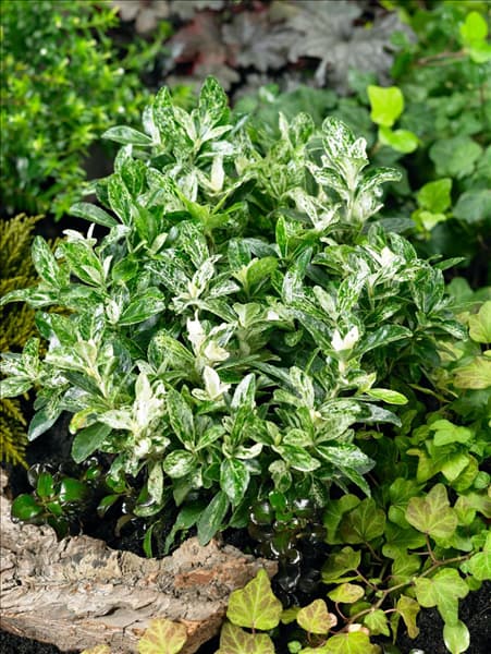 Euonymus japonicus Pierrolino