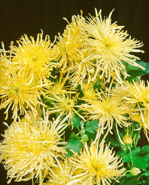 CHRYSANTHEMUM (SPIDER)